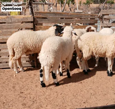 حوالا وحوليات نبت 3