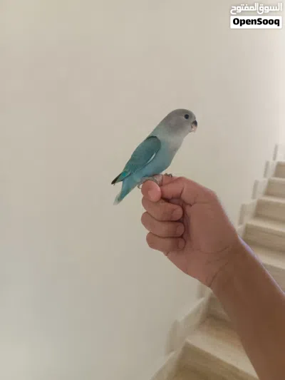 روز مروض ترويض فل ياكل بروحه 2