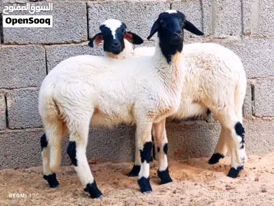 حولي اوحوليا تبارك الرحمن 2