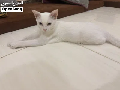 قط للتبني بدون بيع السبب ظروف سفر 2