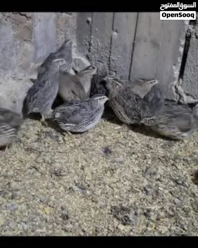 دجاج سمان للبيض والذبح طازج واحجام كبار 3