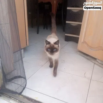 A friendly female cat 1.5 years old with cat food and sand 3