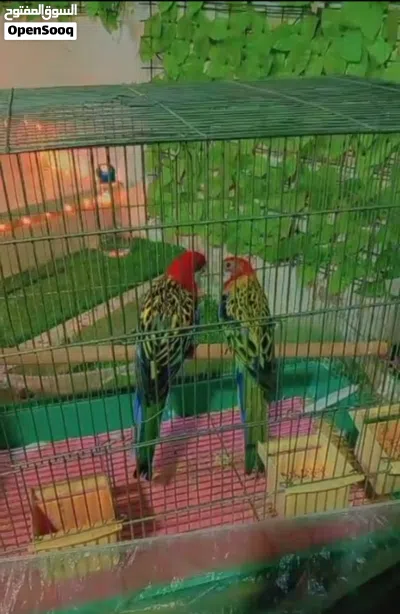 جوز روزيلا 4