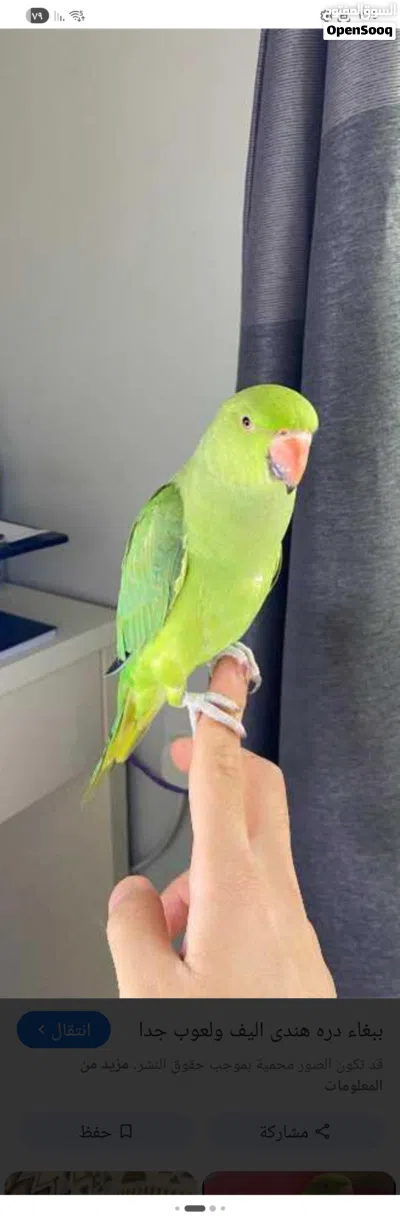 ببغاء ذرة هندي 3