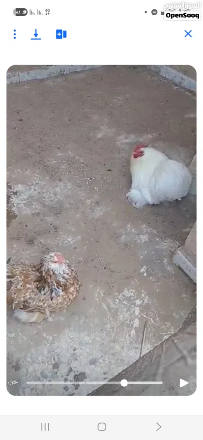 البيع كوبية او دكر بروحه عادي 2