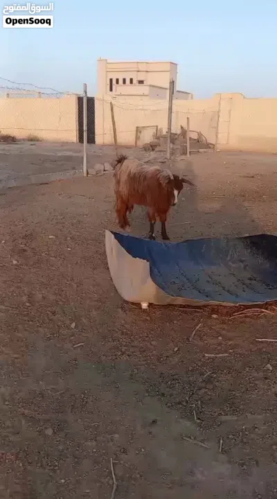 شه من حلال بني سعيد فول سمنه 4