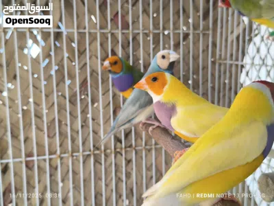 جولديان فنش Gouldian finches 4
