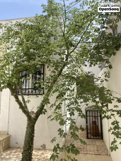 شجرة زينة جميلة 3