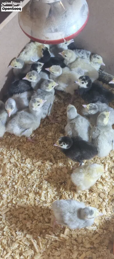 33 صوص حبش 12 صوص براهما كولومبي 3