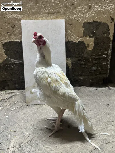 ديك ميوالي (هيرا) 3