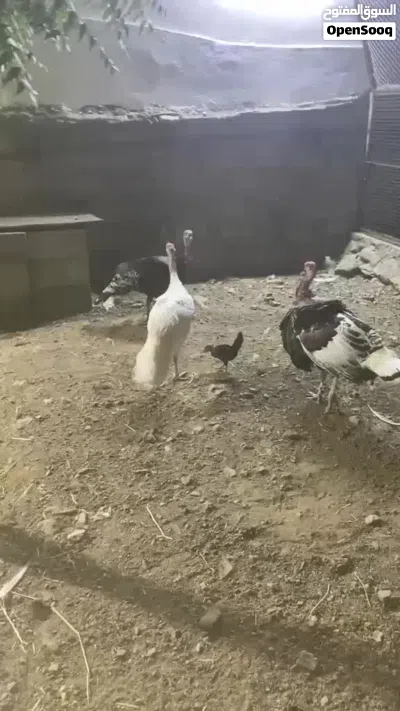دياكه روميه ذكور العدد 3 4