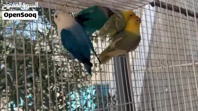 فيشر العمر فوق السته شهر غير محددات الجنس 4