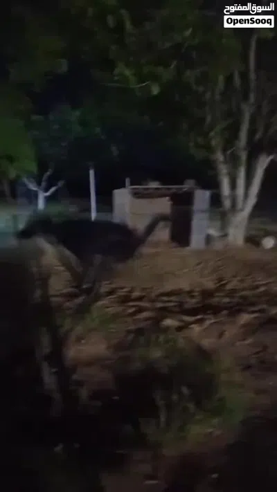 حاجه منظمه ومضمونه 3