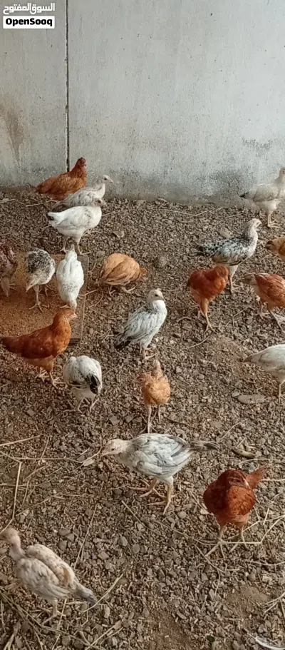 صيصان فرنسي للبيع 2