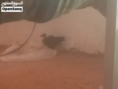 فراريج بلديه 2