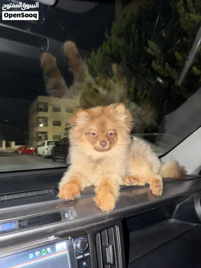Pomeranian 3