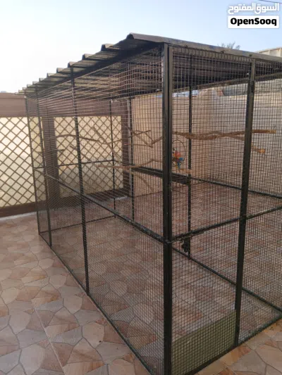 فقص في جيد و مناسب 4