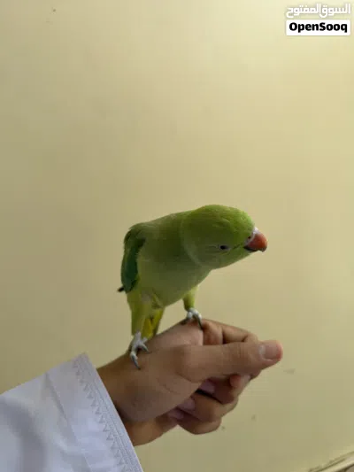 بغبغاء دره أليف مع الستاند 2