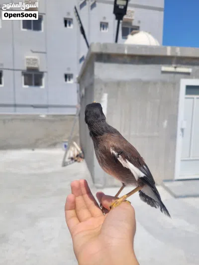 myna bird fully trained and tamd 2