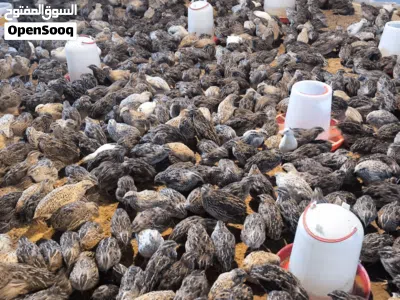 سمان 40 يوم للبيع 4