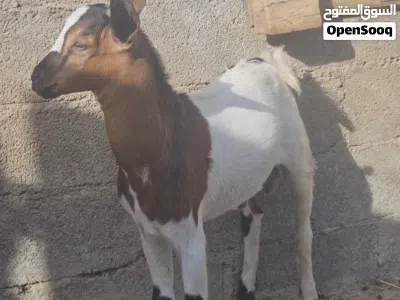تيس للبيع عمره 4 شهور تقريبا 3