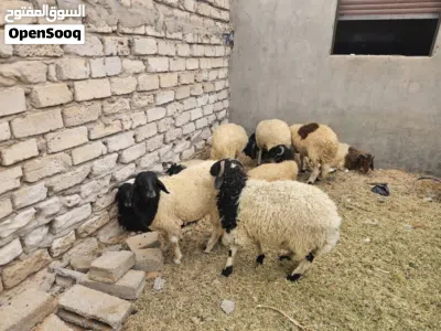 18 كبش للبيع 2