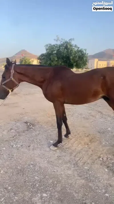 حصان عربي فحل هادي شوووف الوصف والفيديو 4