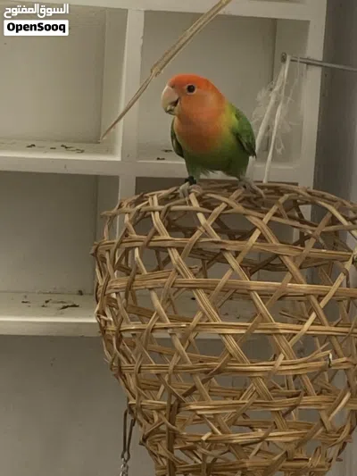 4 rose 1 fisher parrot 2