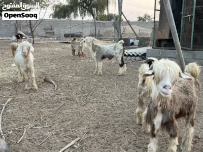 اغنام من حلال الرحبي الأصل صنف جميل ومميز 2