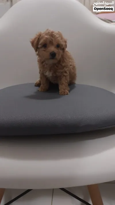 متوفر جروة مالتيبو اناث MALTIPOO PUPPY FEMALE AVAILABLE 3