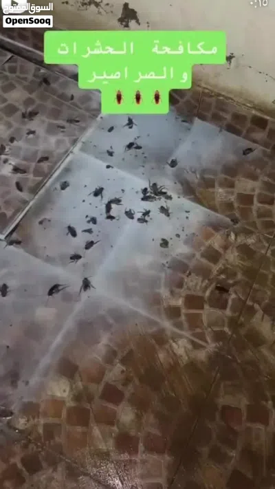 مكافحة حشرات بالمدينة المنورة 4