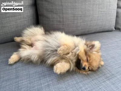 كلبة بوميرينيان فصيلة مميزة Pomeranian puppy unique fox face breed 2