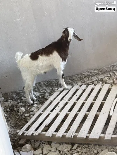 سخلات اناثي للبيع 2