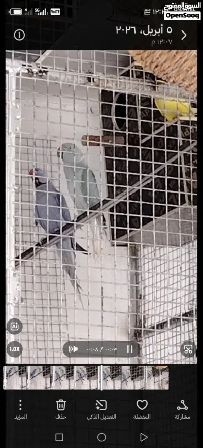 بغبغاء درة ملونة 3