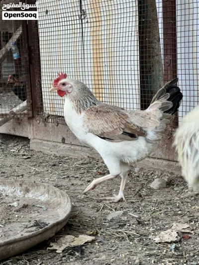 بيع بيض دجاج دندرواي 3