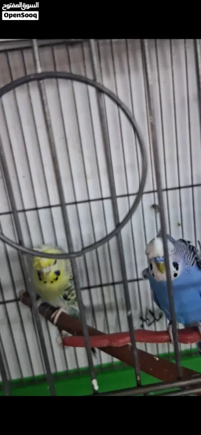 جوزين هوقو رومو محجلات باسمي صحه ونظافه 3