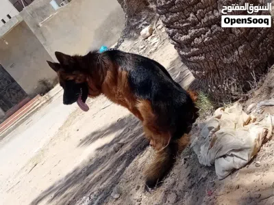 دكر كستم تبارك الله فحل 2