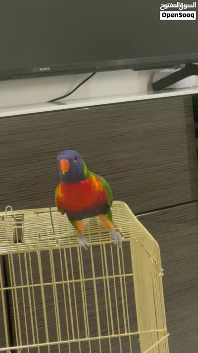 لوري ربوه شامل الصحة 2