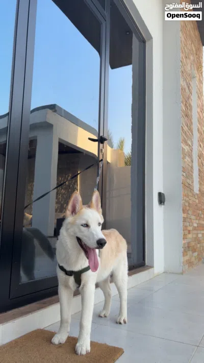 Husky pure breed 3