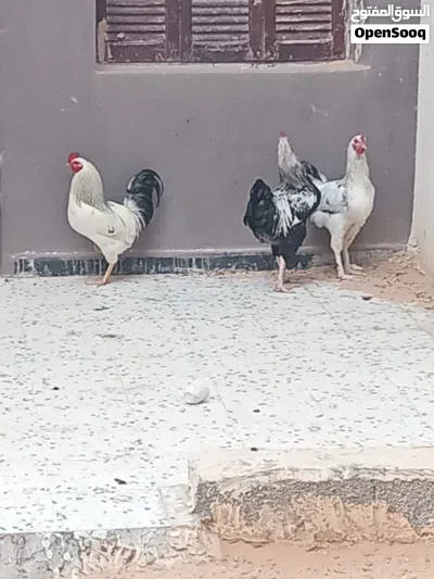 دجاج سايكس 4