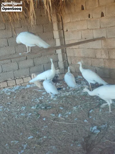 طاوس ابيض 3ذكوره و3اناثي العمر سنه ونص 2