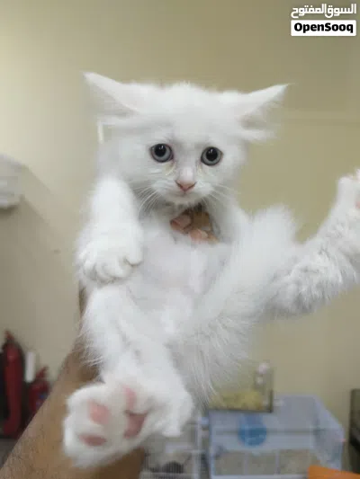 kitten person 4