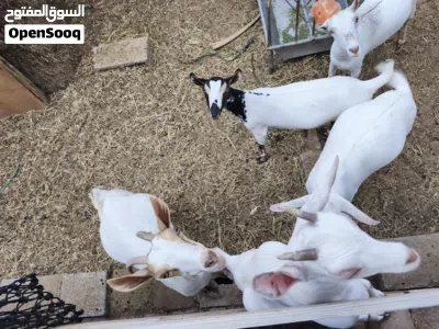 غنم صلالي 5 إناث 1 ذكر 3