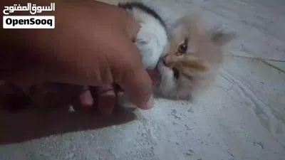 بزونه هيه وبتها مكام المشتل 3
