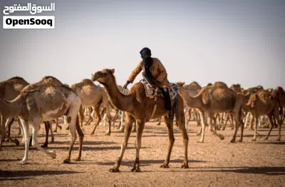 عامل تربية مواشي ابحث عن عمل إلى دولة السعودية خبرة ممتازة 2