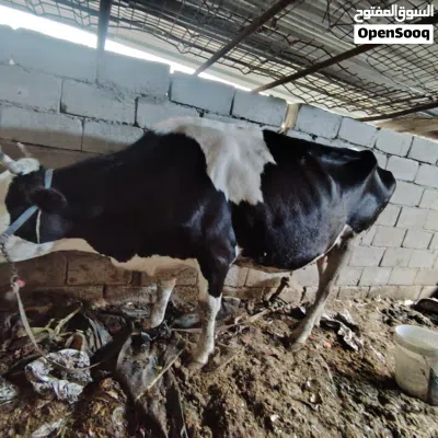 ابقار للبيع 4