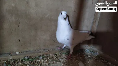 زوز كوبيات زاجل مدحيات 2