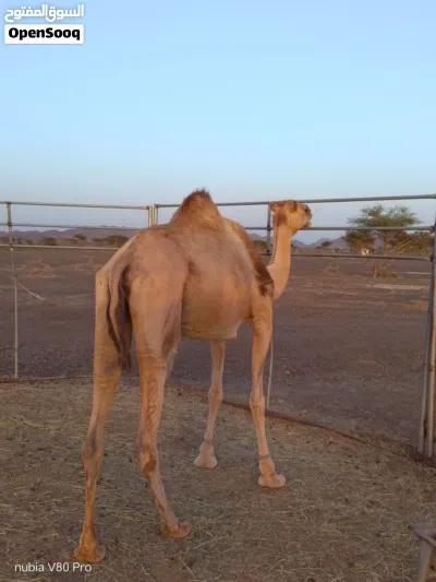 ناقه سمين مطعومه طعام الدار 4