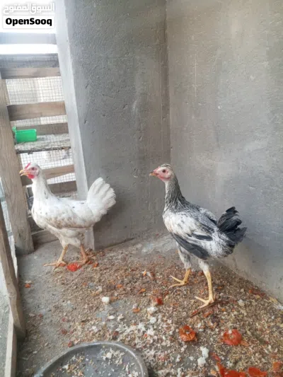 دجاج عرب للبيع 4