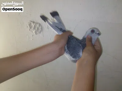 طيور للبيع 50 دينار جميع الحمام 2
